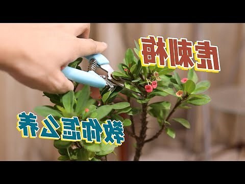 虎刺梅风水