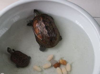 夢見烏龜生小烏龜