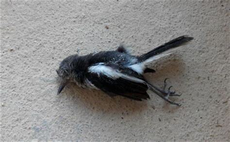 鸟死在家里