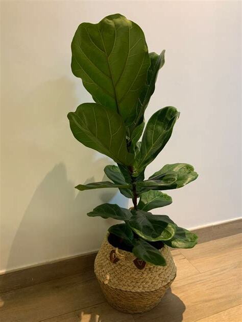 大葉琴葉榕風水