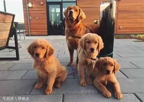 養四隻狗