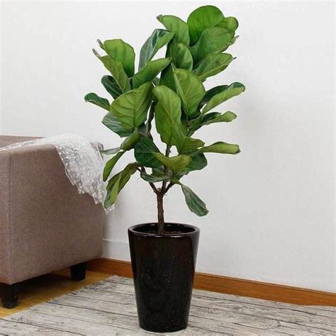 家裡不能種的植物