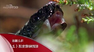 家中有蛇