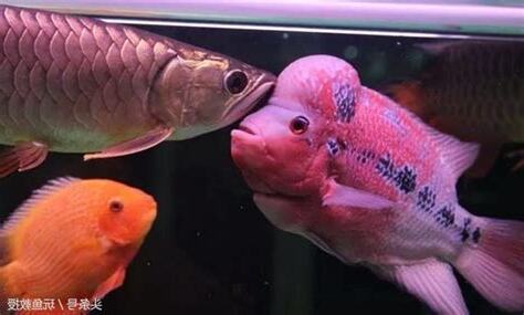 鱘龍魚可以混養嗎