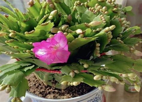 陽台種花招財