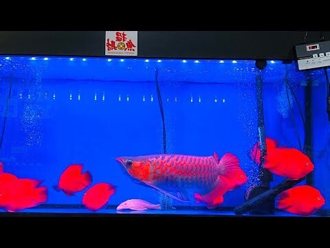 養什麼魚可以招財