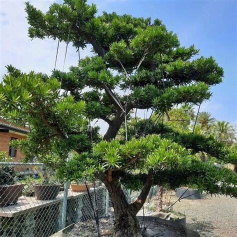 種羅漢松