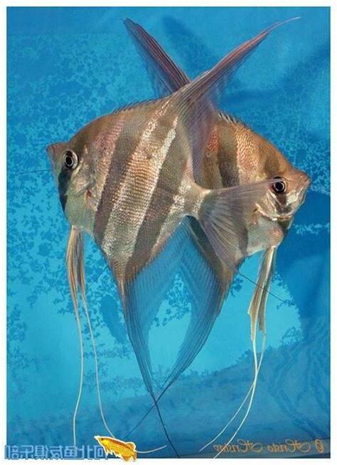 神仙魚品種