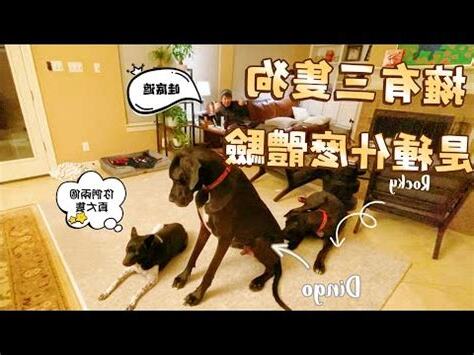 養三隻狗風水