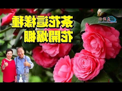 種茶花