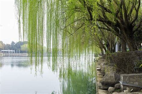 柳樹象徵