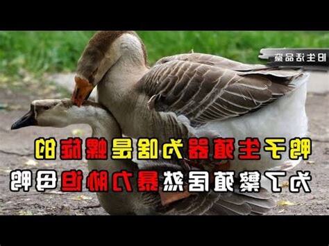 鵝的生殖器