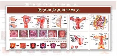 女生殖器