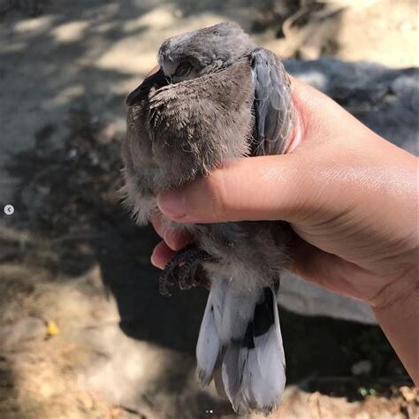 鳥飛不出去