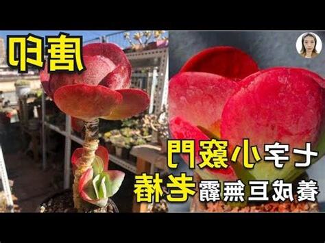 唐印風水