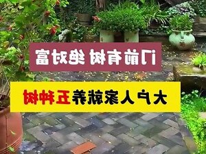 橡皮树风水放门口