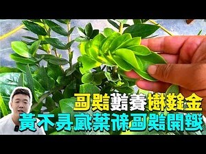金錢樹葉子變黃