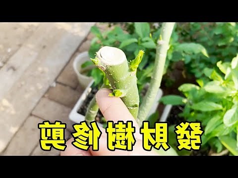 發財樹發芽