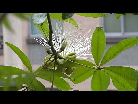 發財樹果實可以吃嗎