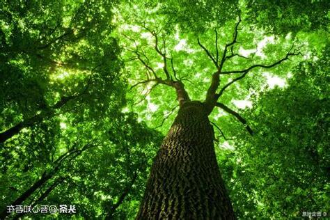 樹木的作用