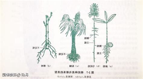 竹子根系