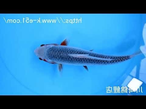 錦鯉