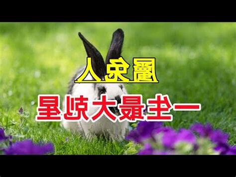 屬兔屬性