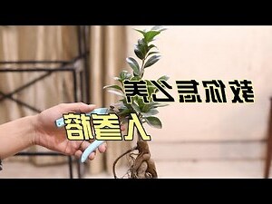 人参榕风水