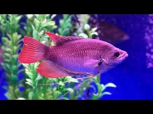 戰船魚種類