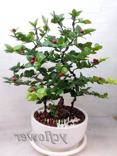 圓葉花竹