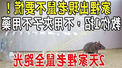家裡出現老鼠