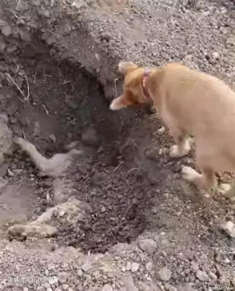 狗狗埋葬