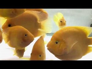 鸚鵡魚種類