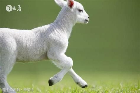 屬羊的名字