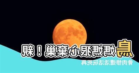 鳥媽媽棄巢