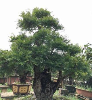 油杉風水