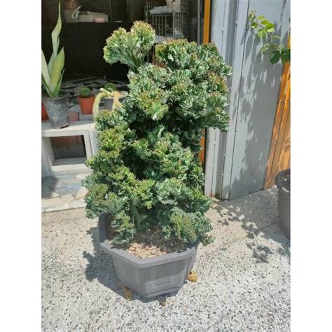 門口擋煞植物
