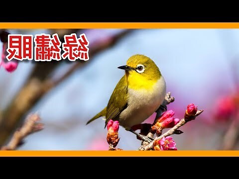 綠繡眼飛來家裡