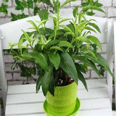 夜香花種植