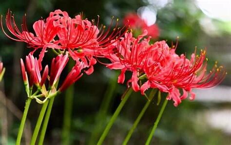曼陀羅花彼岸花