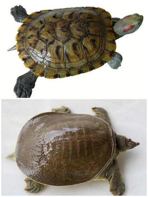 烏龜鱉