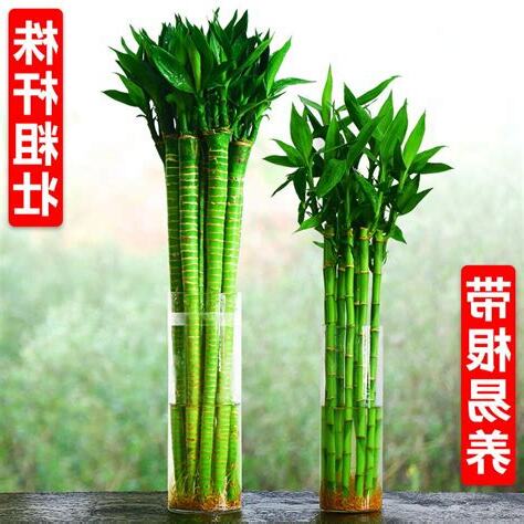 四枝富貴竹
