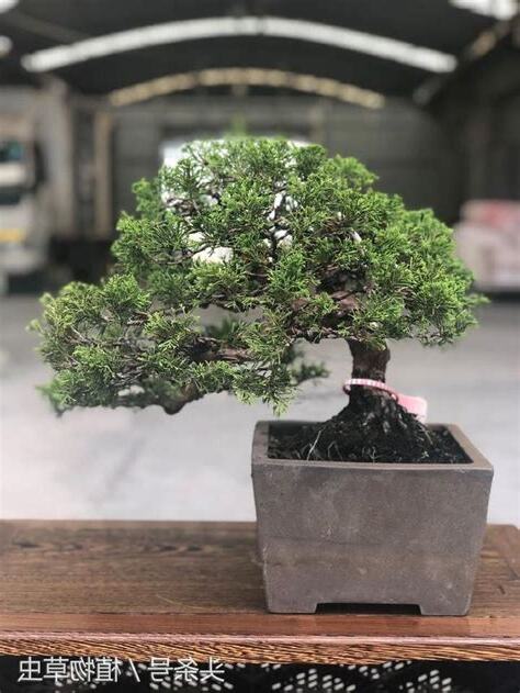 真柏樹風水