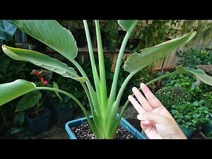天堂鳥植栽