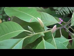 玉蘭花風水