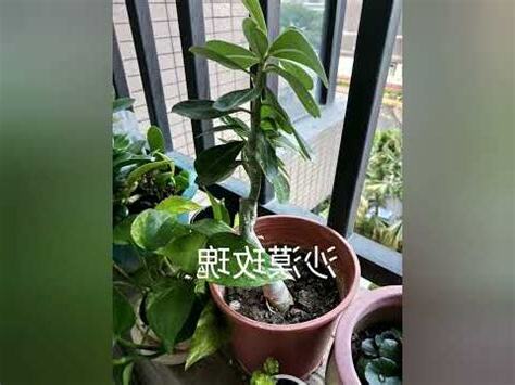 西曬陽台樹木