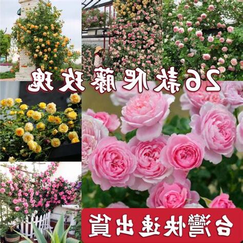 爬藤薔薇