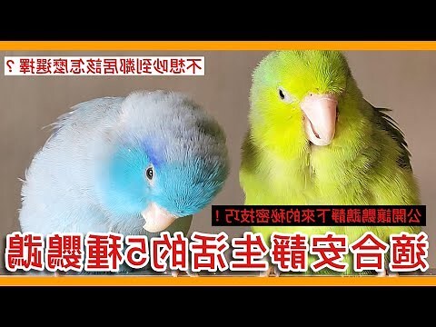 養鳥
