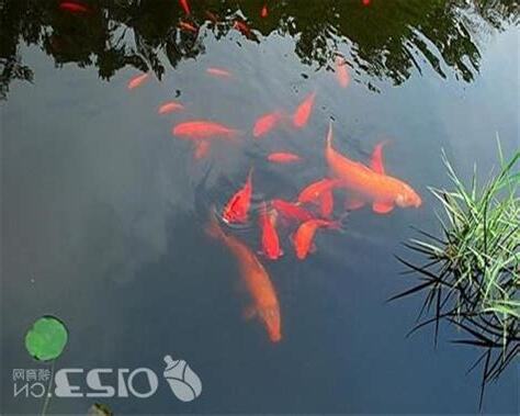 夢見魚是什麼意思