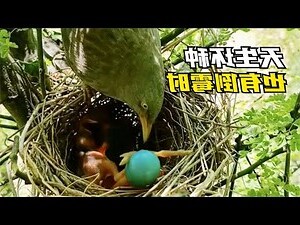 放鳥